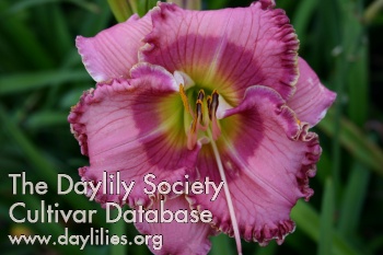 Daylily Gulf Coast Rose Mary